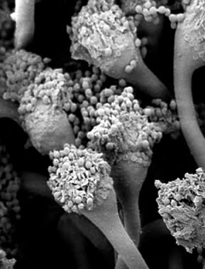 OS MICRO HABITANTES DA TERRA