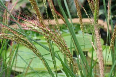 centa producir arroz plata