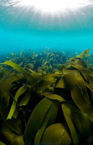 algas marinas Algaia